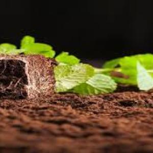 icon SOIL INSECTICIDE